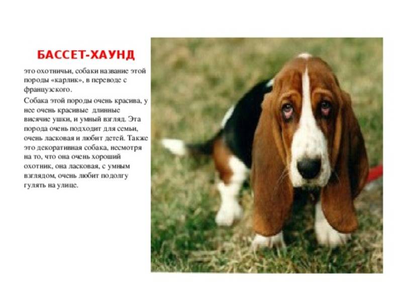 Бассет хаунд: описание породы собак и характер
