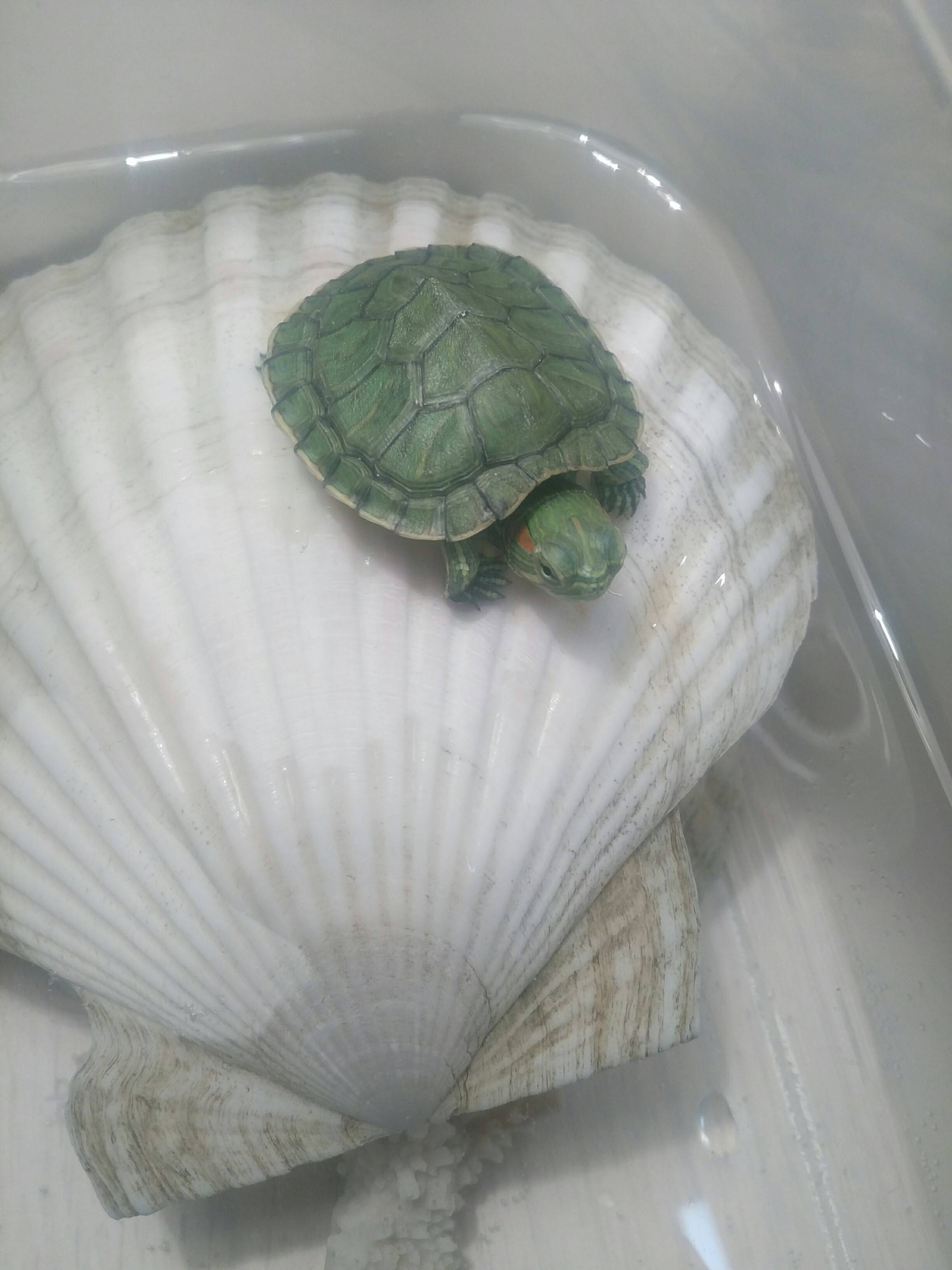 Как определить пол и возраст красноухой черепахи по панцирю