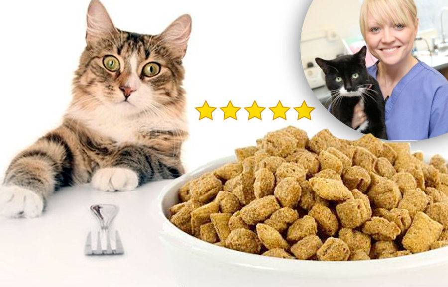 10 лучших кормов для котят
