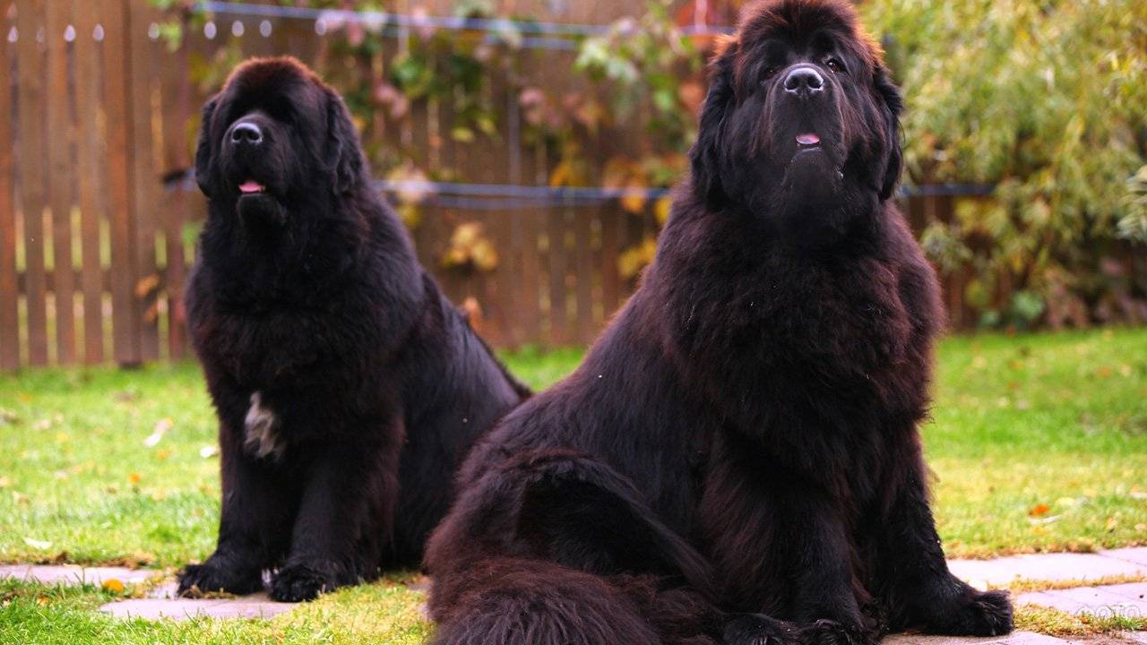 Гладкошерстные породы собак (61 фото): названия короткошерстных собак больших, средних и маленьких размеров. как содержать собак с короткой шерстью в квартире?