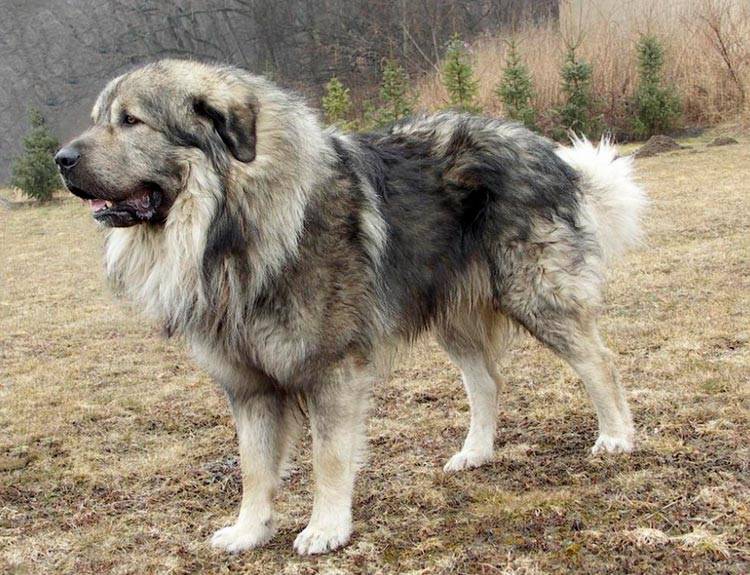 Немецкая овчарка: описание породы, характеристика собаки и щенка, фото, цена