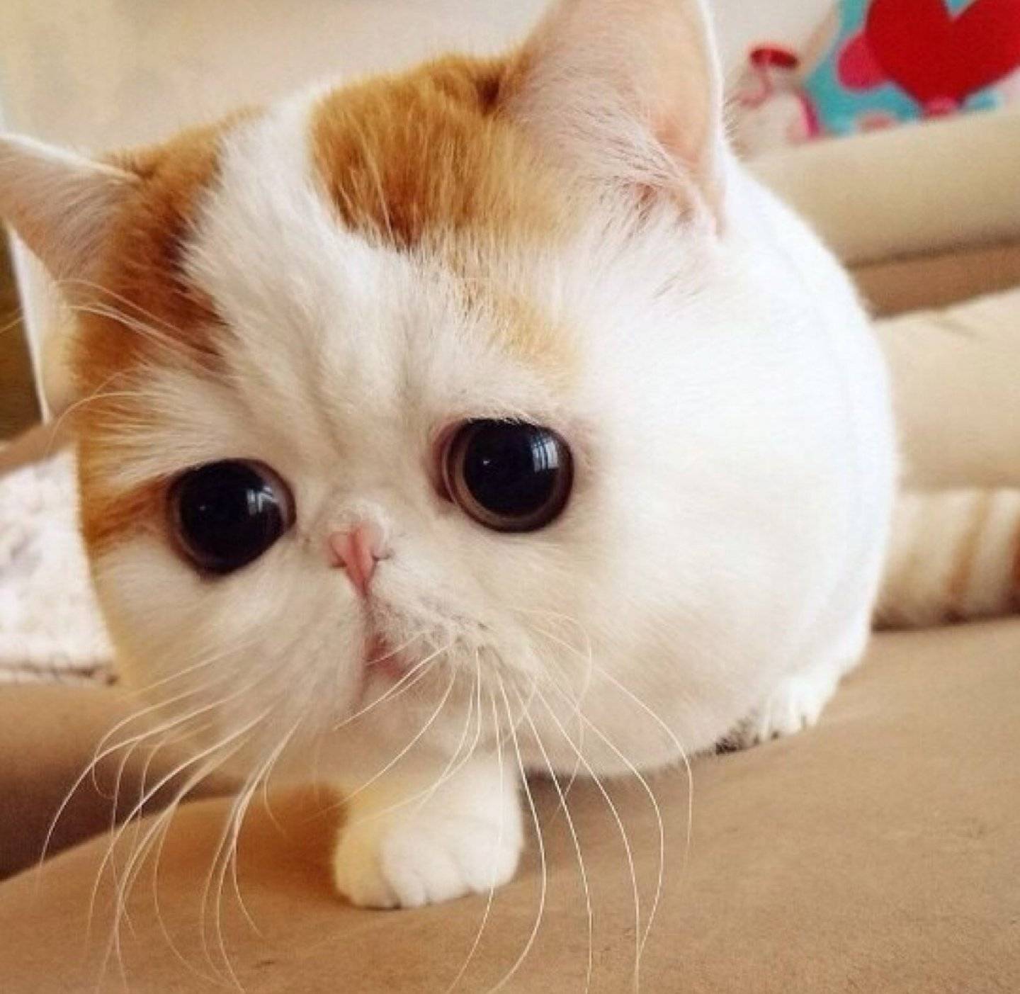Кот с большими глазами: какие породы обладают такой особенностью, нюансы ухода и отзывы владельцев