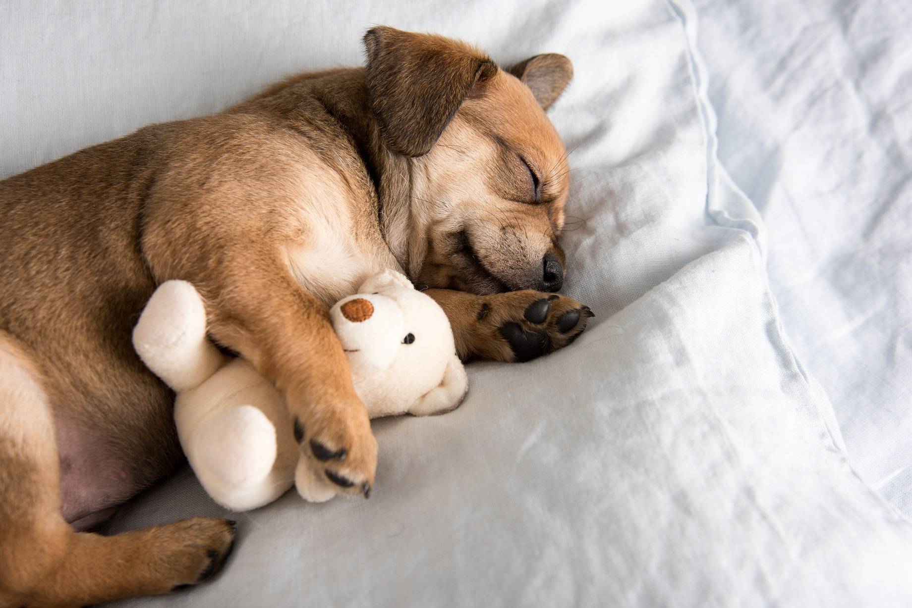 Как научить щенка в возрасте от одного до трех месяцев спокойно спать по ночам,зоопсихолог