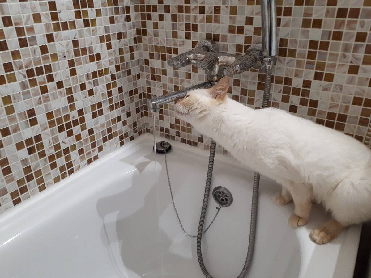 Зачем кошка рвется в ванную комнату, если боится воды