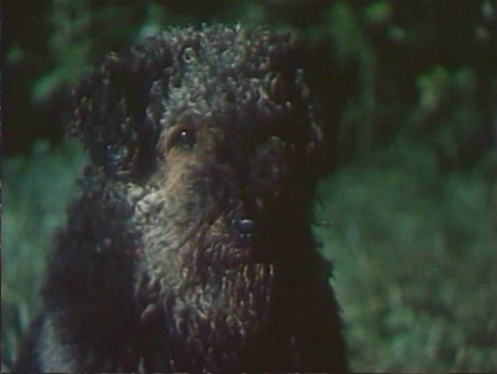 Порода собаки из фильма электроник: как звали, что за порода, фото и описание