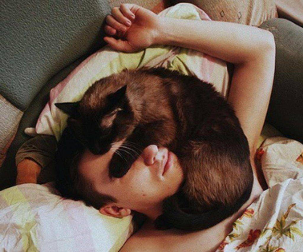 Почему кошки любят спать с хозяевами: мнения опытных заводчиков