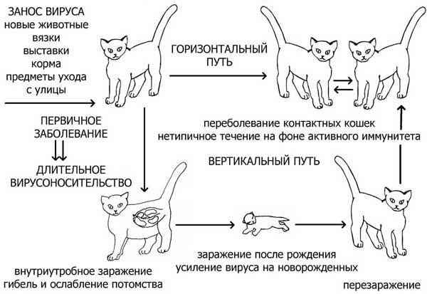 Как понять, что кошка рожает: основные признаки