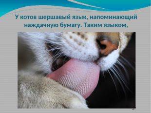 Шершавый язык у кошек: почему и для чего?