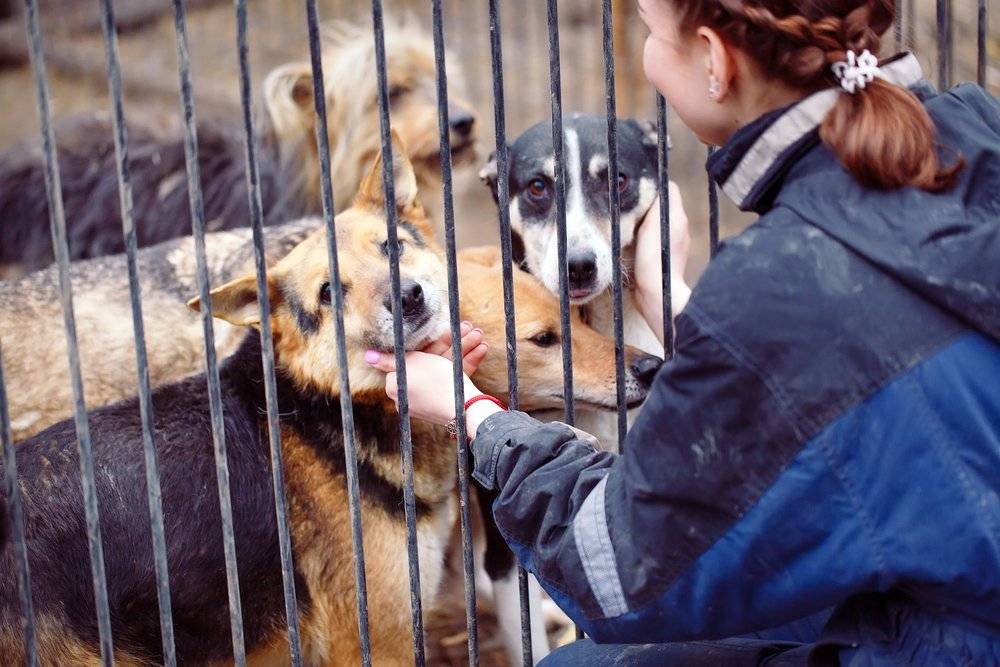 Приюты для бродячих животных - портал открытых данных правительства москвы
приюты для бродячих животных