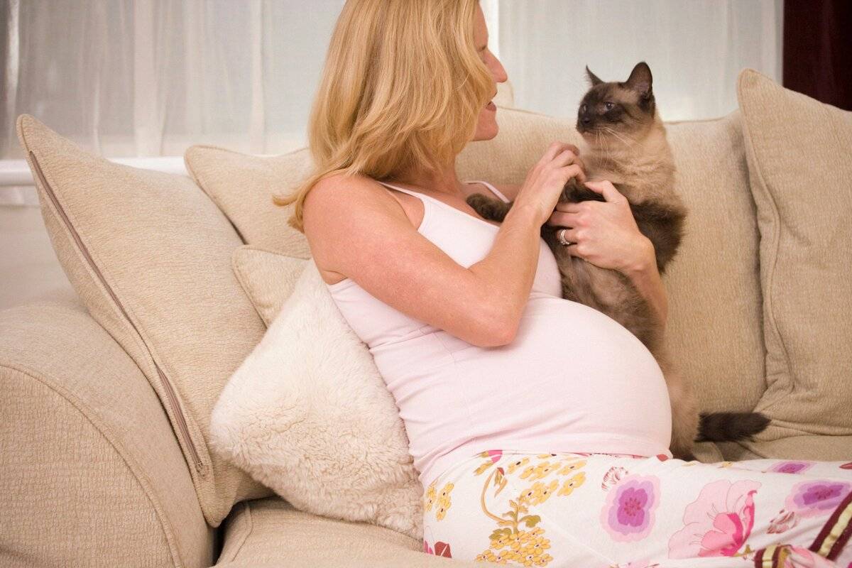 Беременным нельзя гладить кошек: миф или правда