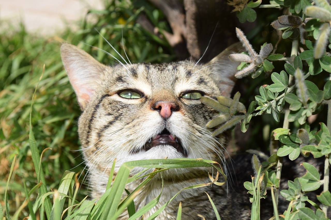Из-за чего от кошки пахнет тухлятиной? если от кошки пахнет тухлятиной, нужно лечить