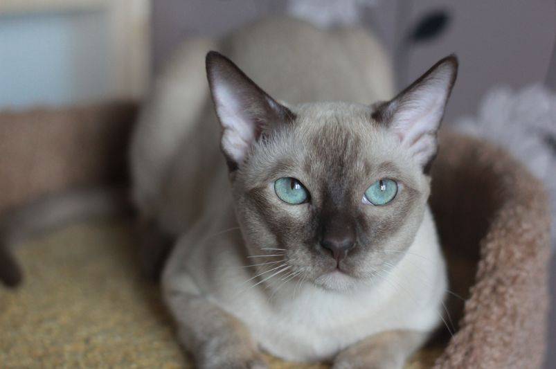 Тонкинская порода кошек: уход, внешний вид, характер