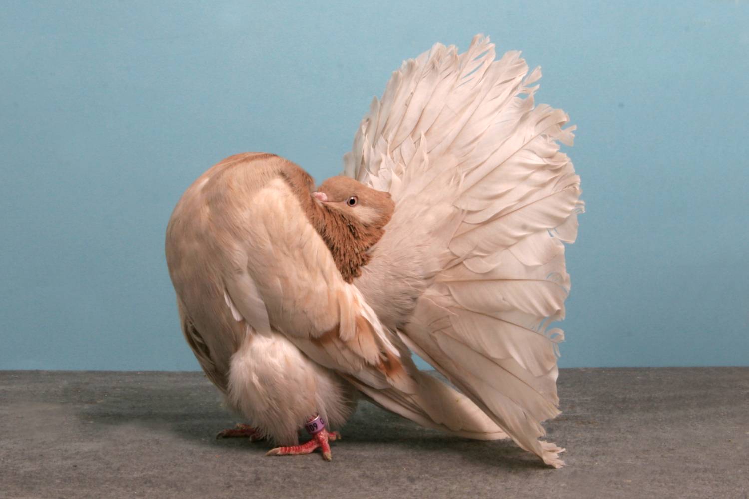 Красивые и дорогие породы голубей