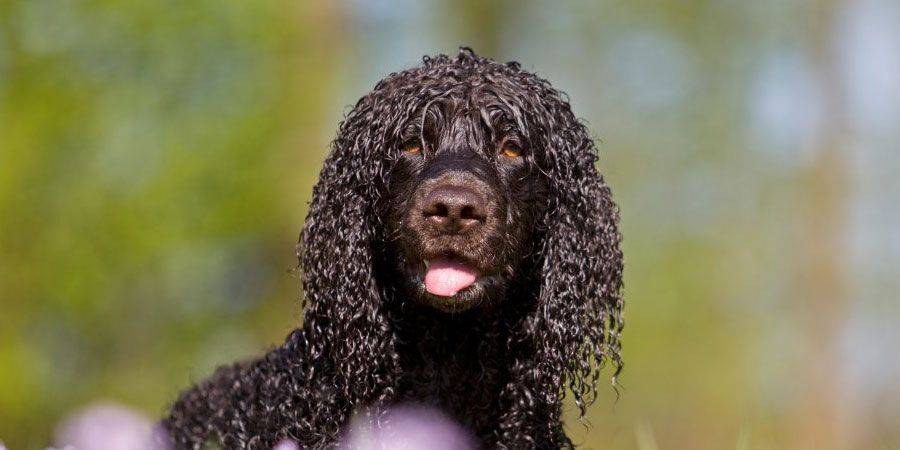 Ирландский водяной спаниель: описание породы, содержание собаки