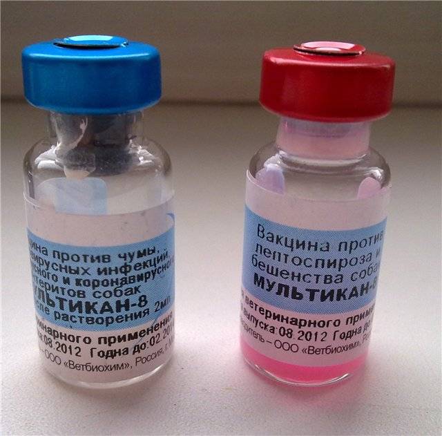 Вакцина для собак мультикан (4, 6, 8) : инструкция по применению, отзывы