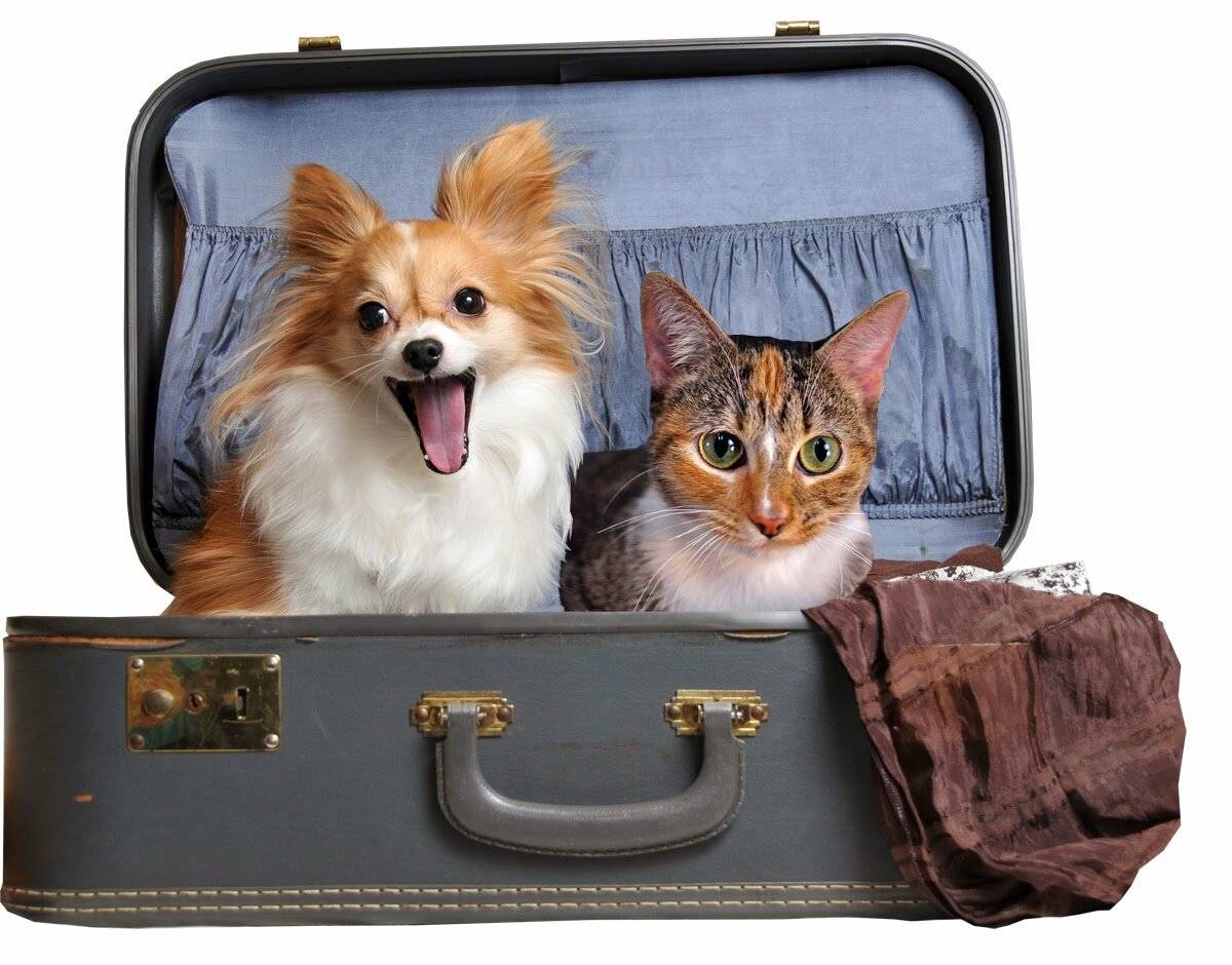 Где оставить собаку на время отъезда – или взять с собой? перевозка животных, передержка, гостиница для собак и кошек