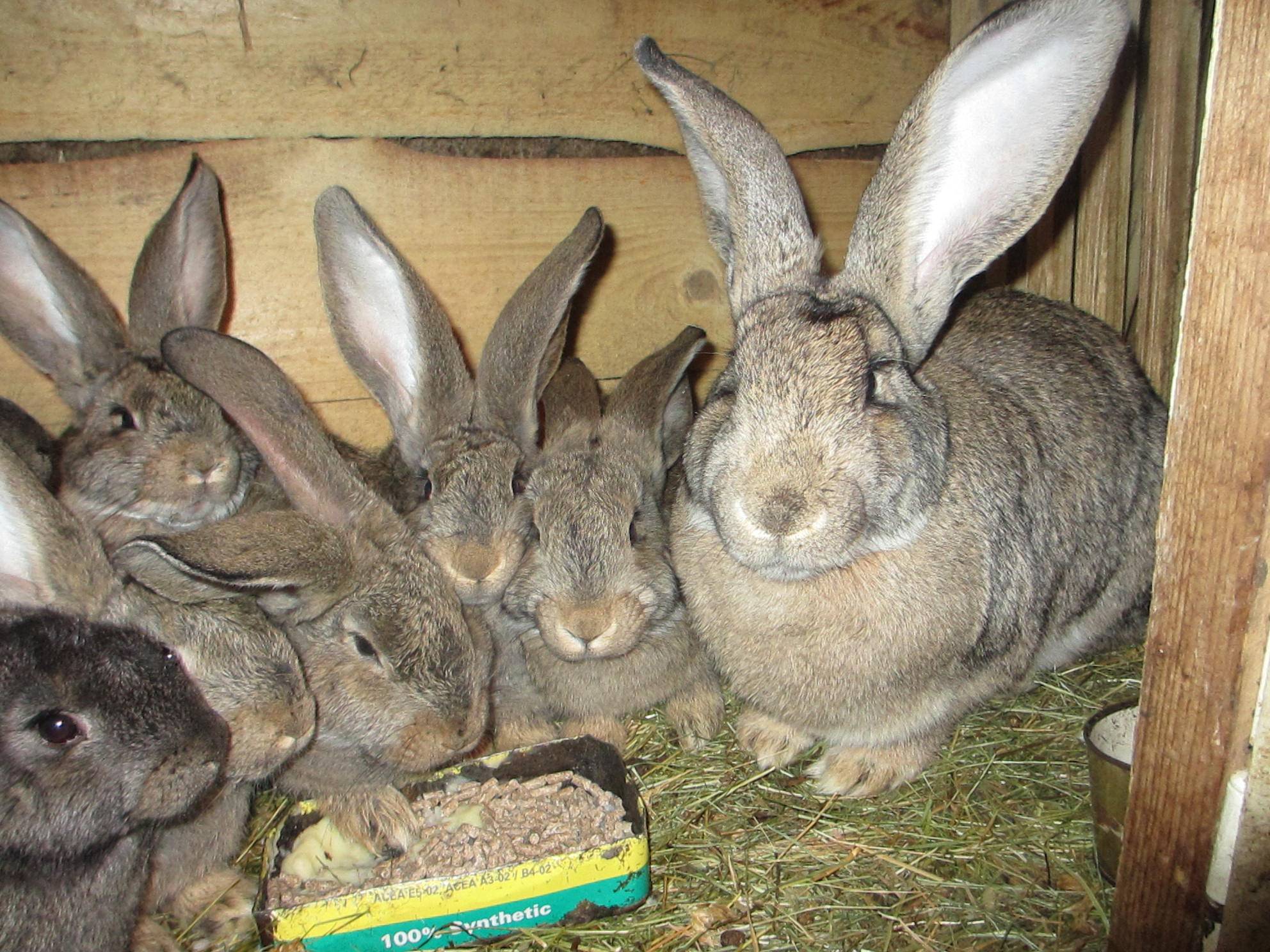Новозеландский кролик (38 фото): описание породы, характеристика красных, белых и других разновидностей. сколько в среднем весит такой кролик? особенности разведения