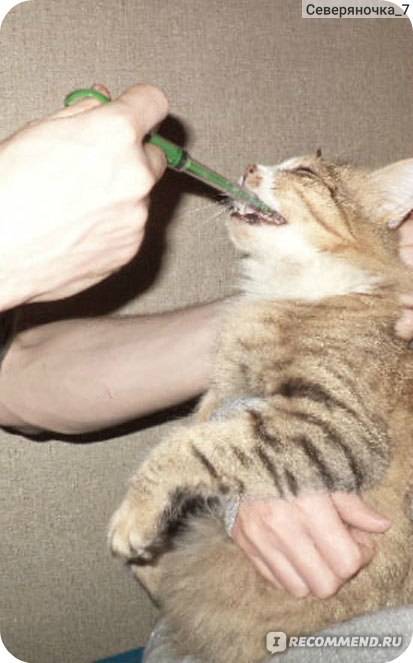 Как дать таблетку кошке: таблеткодавателем, шприцом и другие способы
