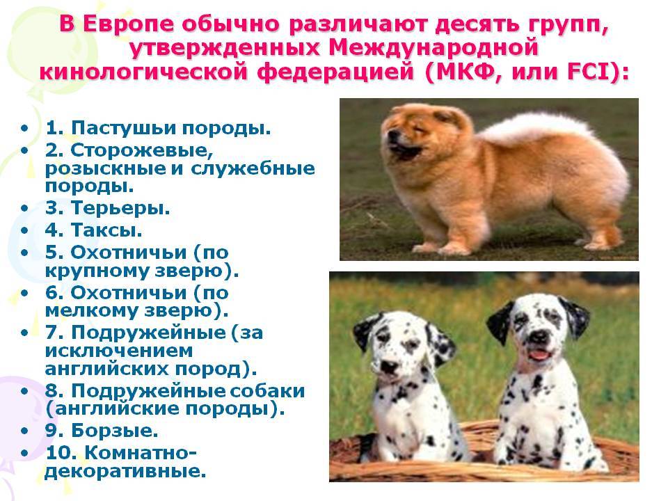 Породы собак по классификации кинологических организаций: перечень групп