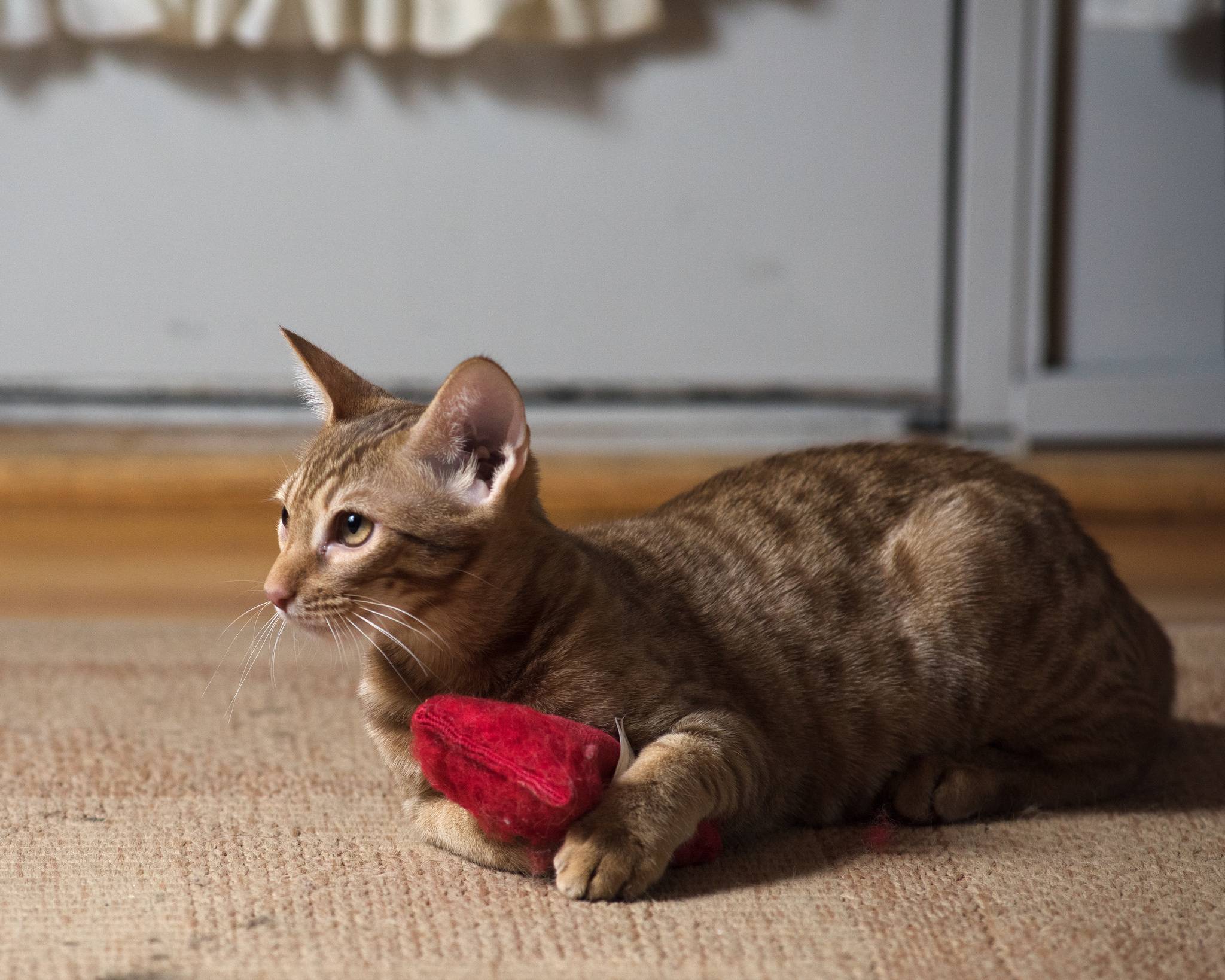 Кошка оцикет: фото кошки, описание породы, уход, цена, рекомендации, плюсы и минусы породы