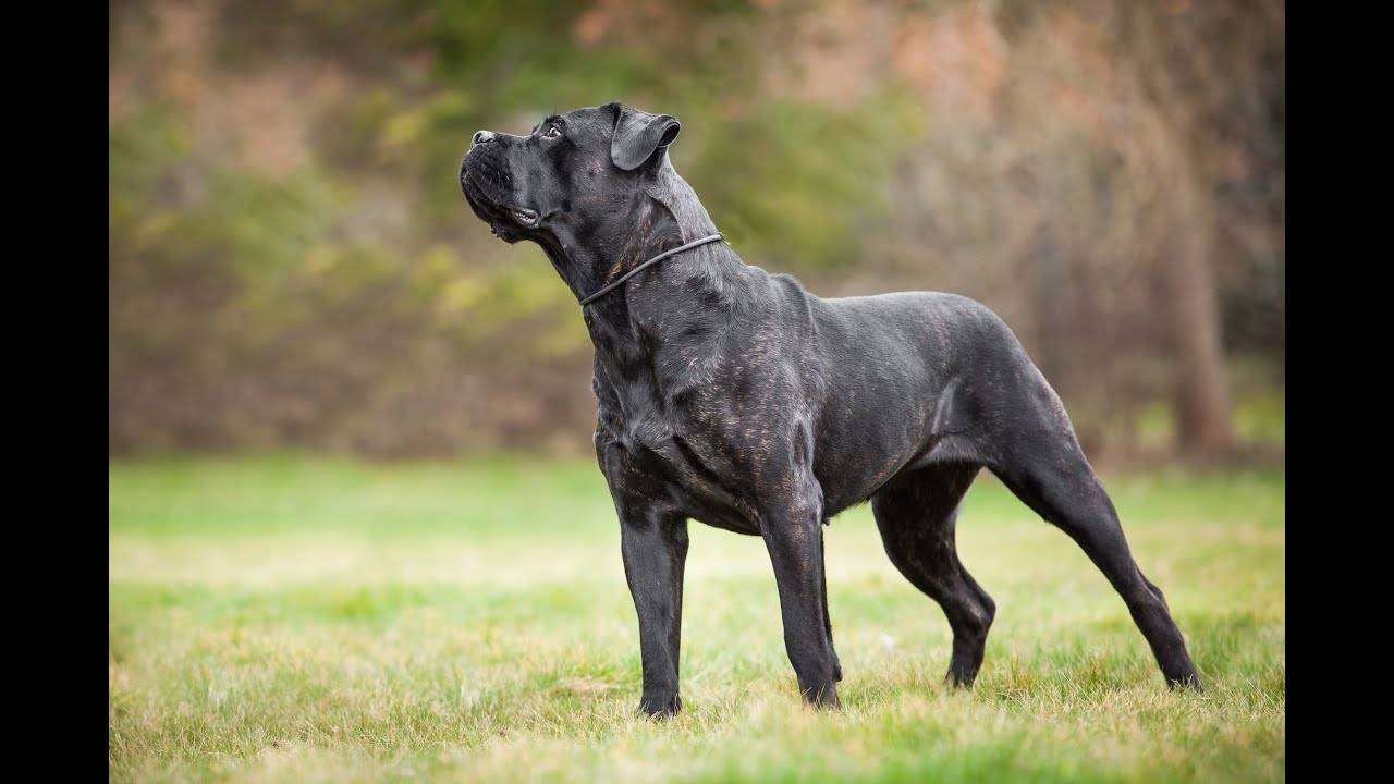 Кане-корсо: описание, характер собаки, уход, фото, цена щенков