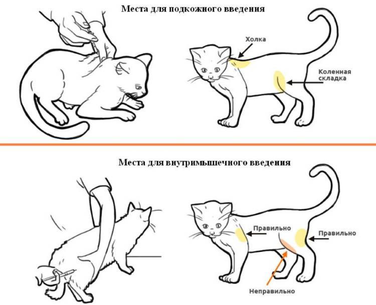 Анандин для кошек: состав, инструкция по применению, показания и противопоказания