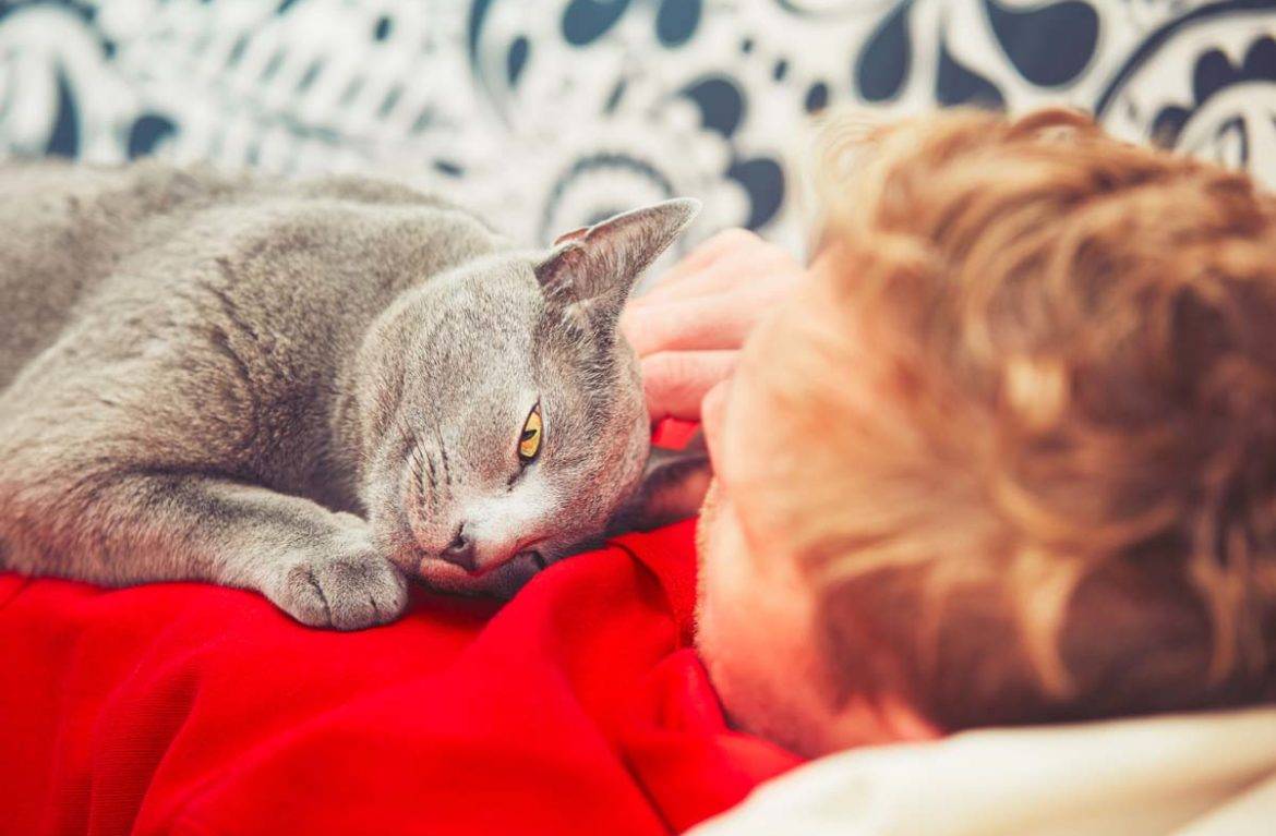 Почему кошки любят спать на людях – pet-mir.ru