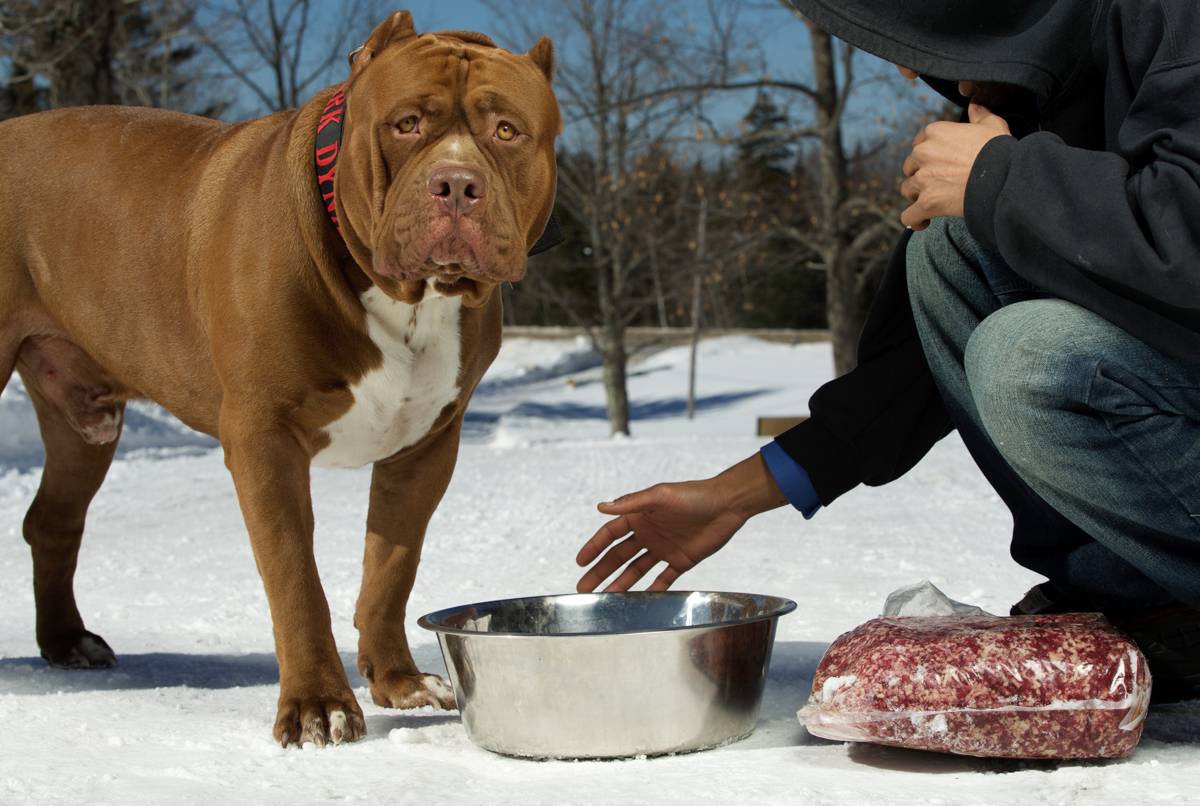Питбуль халк – самый большой питбультерьер в мире, интересные факты о собаке-гиганте, фото