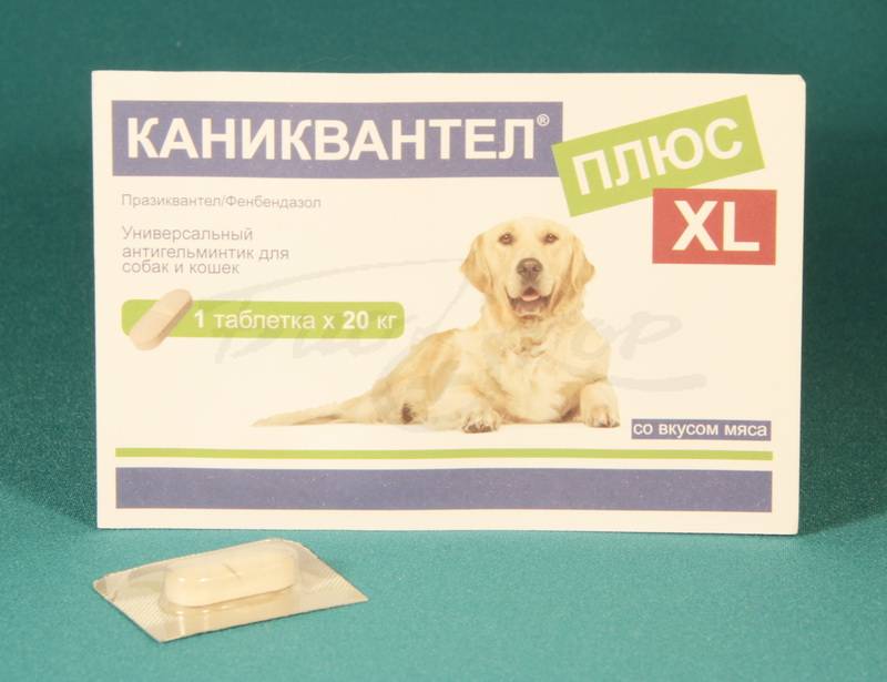 Аптечка для собаки: список нужного без лишних трат