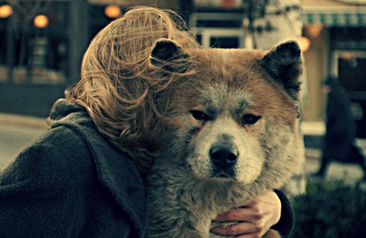 Хатико порода собаки из фильма про преданность