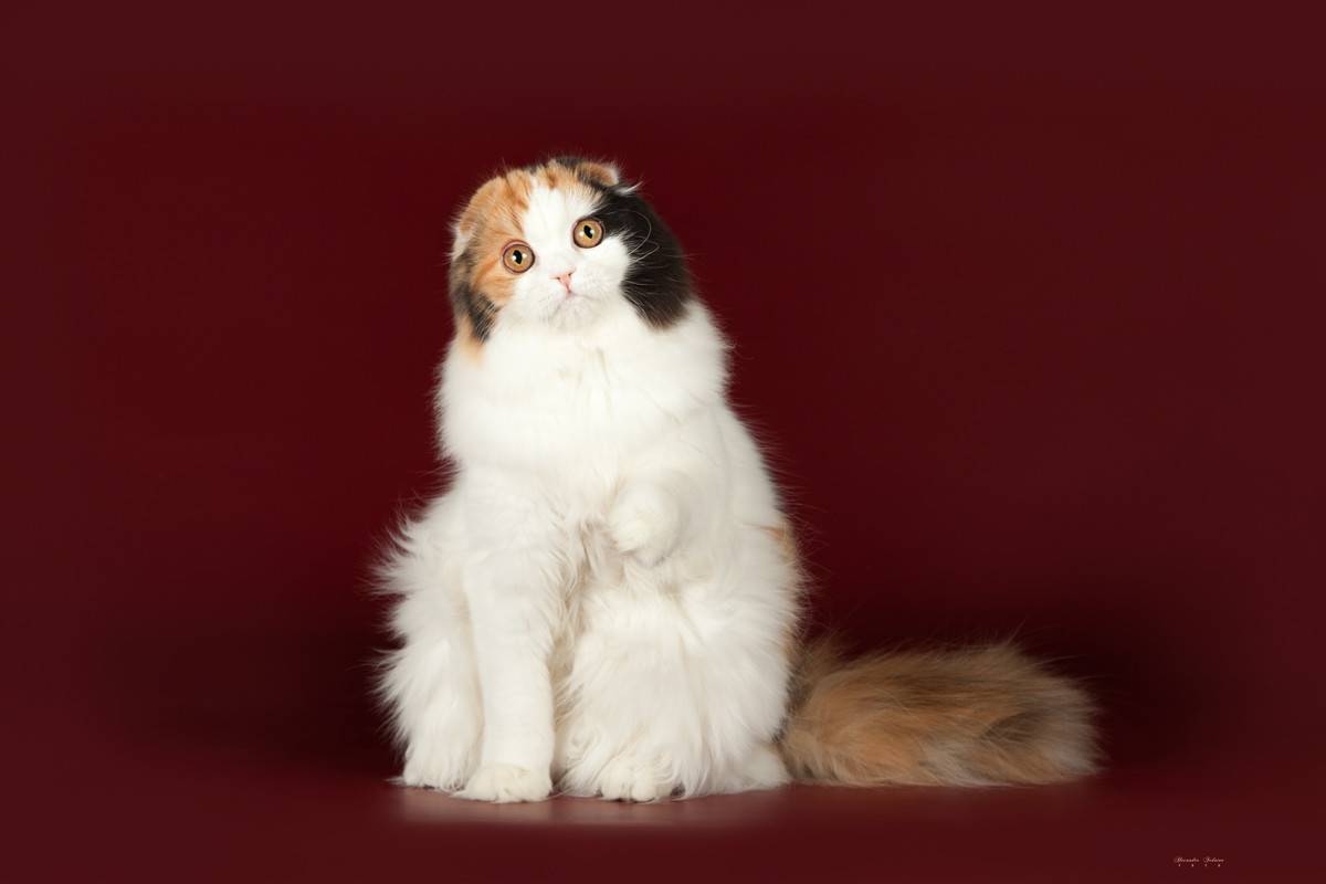 Хайленд фолд (highland fold) кошка: подробное описание, фото, купить, видео, цена, содержание дома