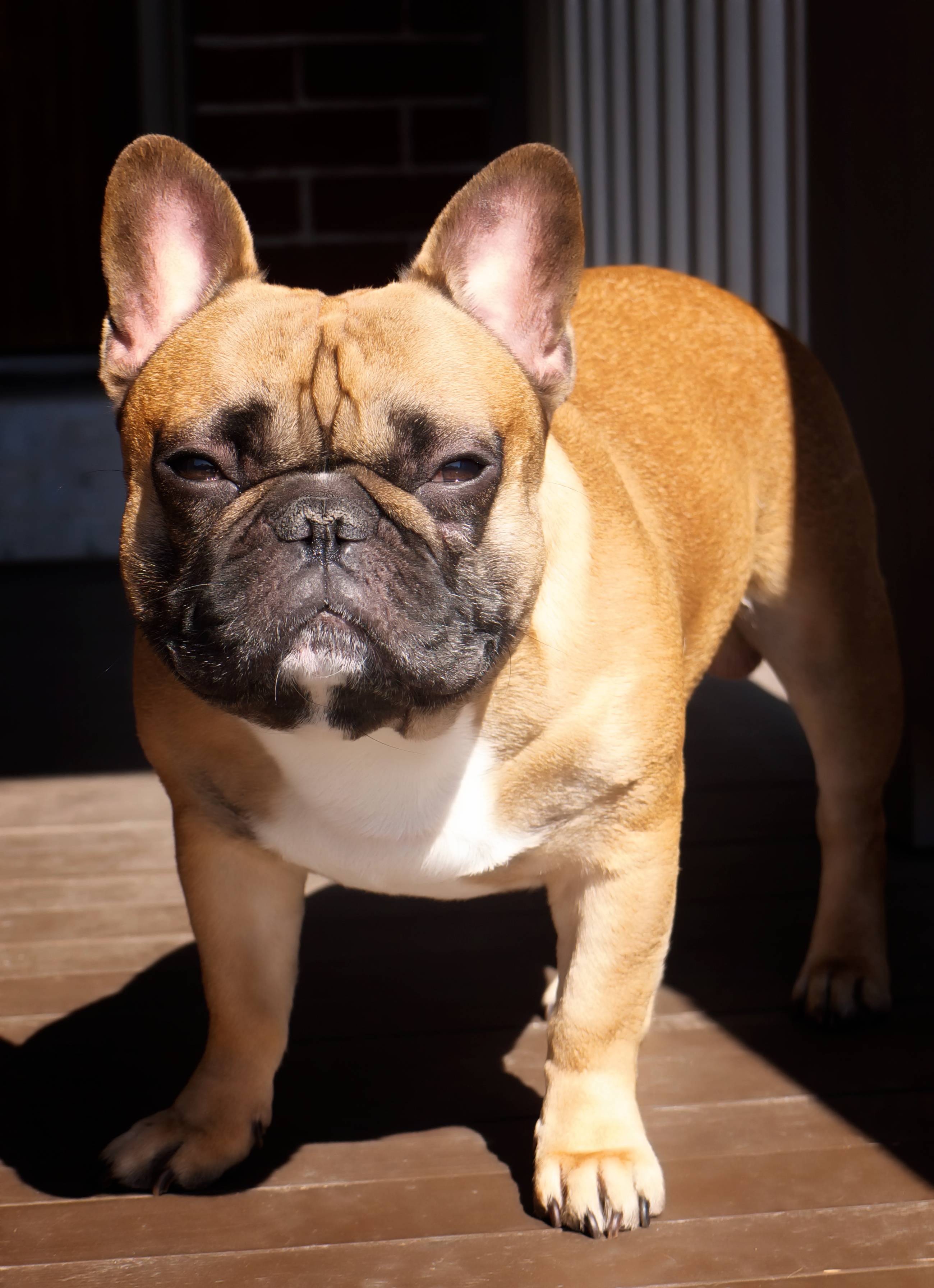 Английский бульдог: все о собаке, фото, описание породы, характер, цена