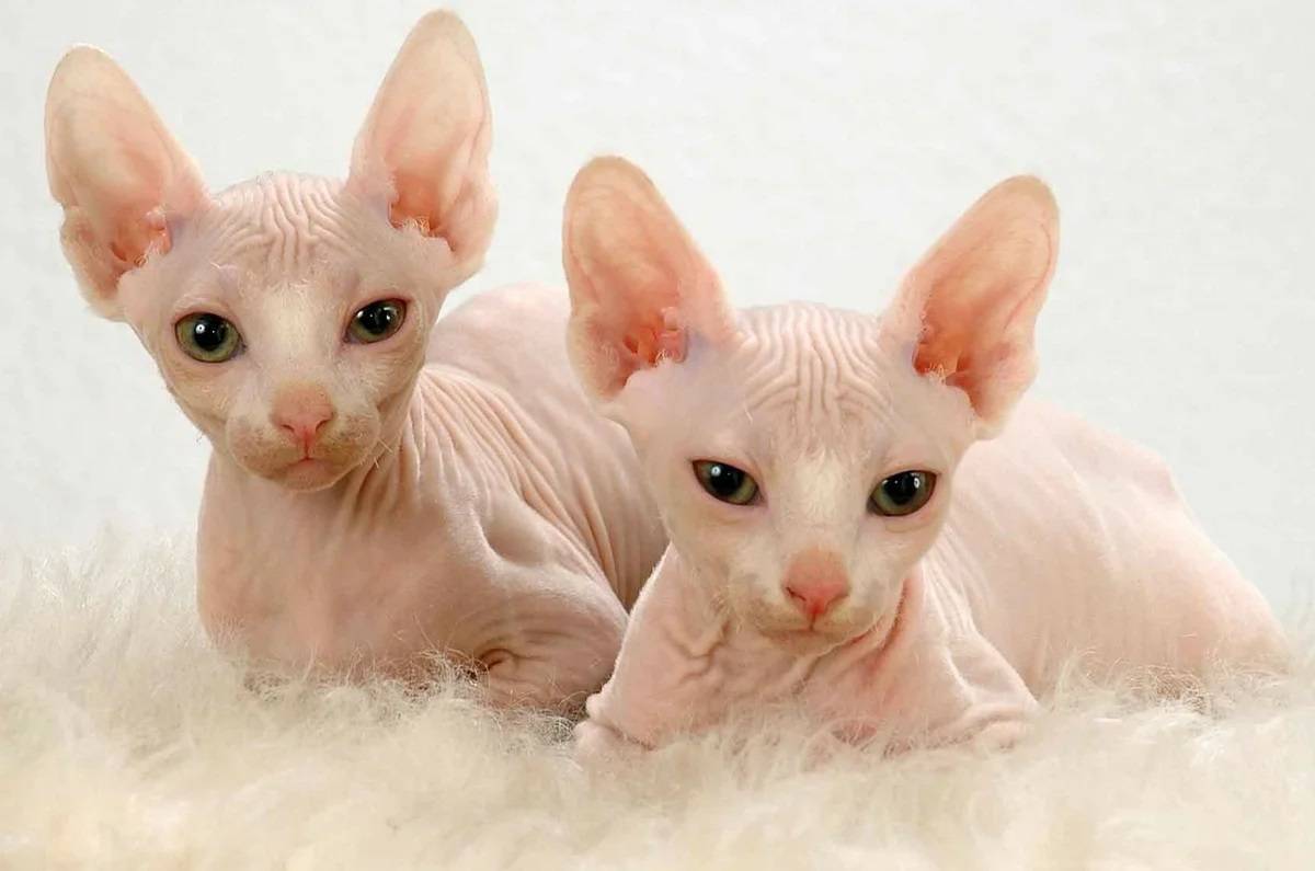 Лысые кошки сфинксы все виды с названием породы