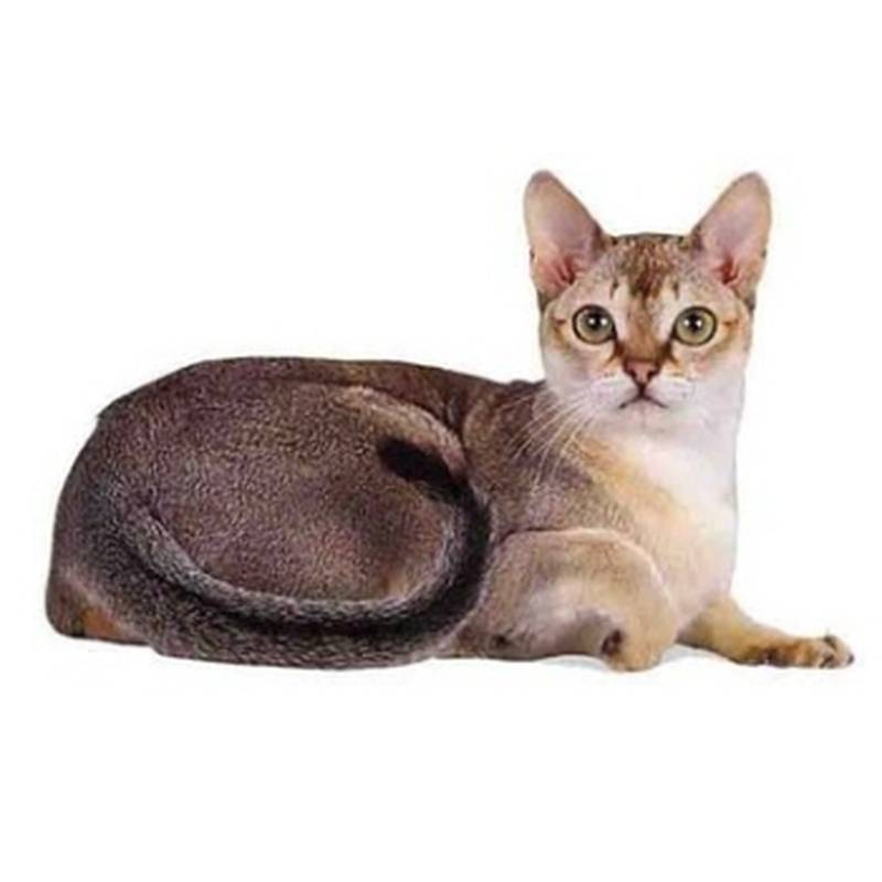 Цейлонская кошка: подробное описание, фото, купить, видео, цена, содержание дома