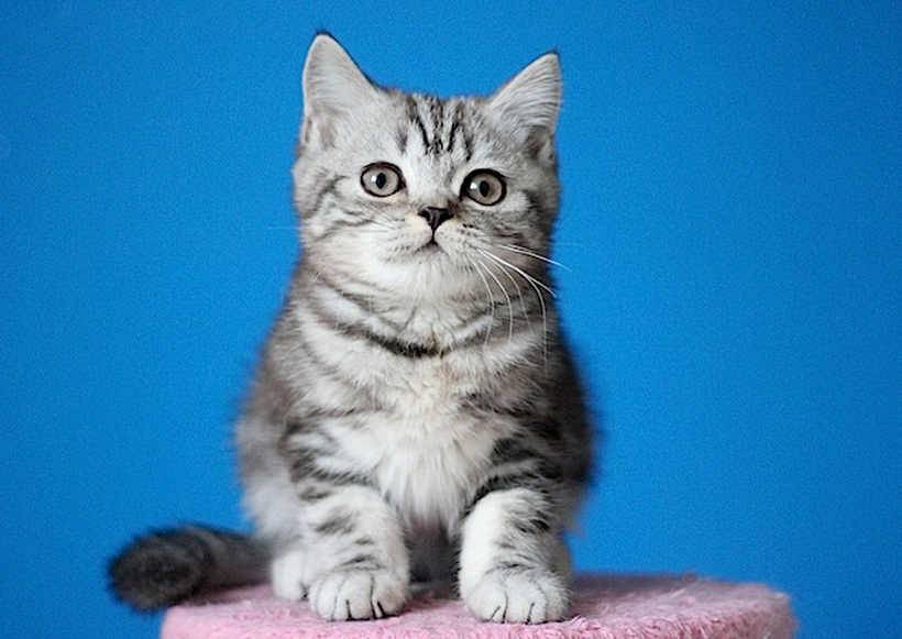 Шотландская кошка (71 фото): описание котят-шотландцев, характер котов. особенности видов. как выглядят и как приучить к лотку? отзывы владельцев