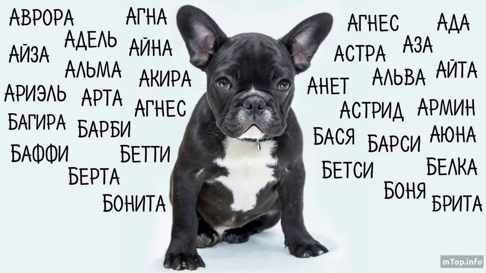 Русские клички для собак, красивые имена для щенков мальчиков и девочек на русском.