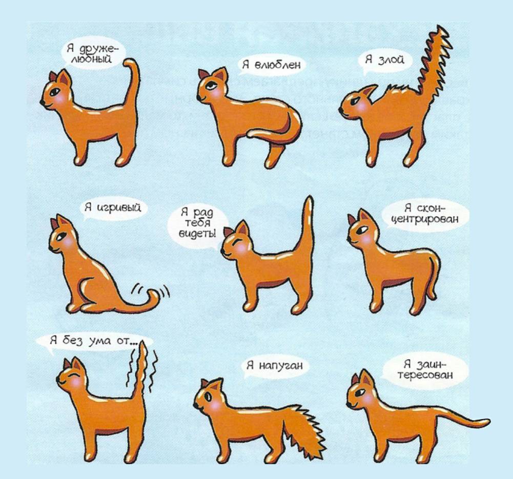 Как понимать кошек. личный опыт - кошки