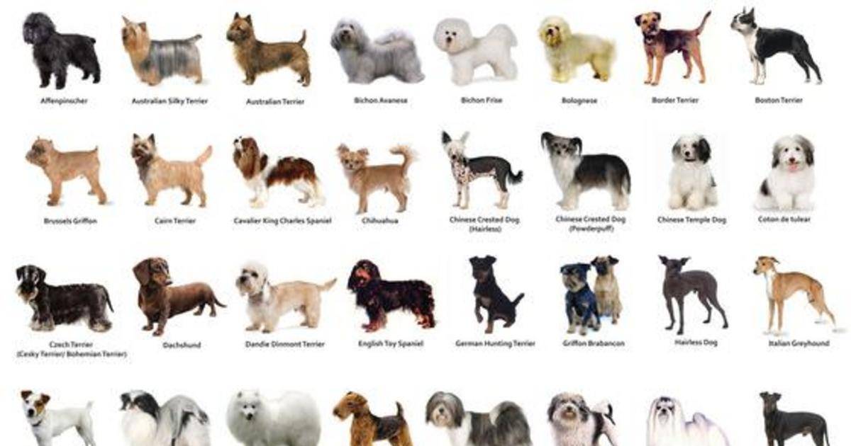 5 пород собак с «кошачьим» характером | gafki.ru | яндекс дзен