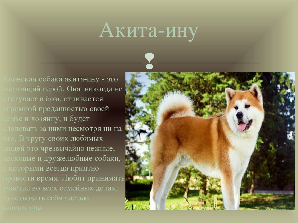 Акита ину собака. описание, особенности, уход и цена акита ину | sobakagav.ru