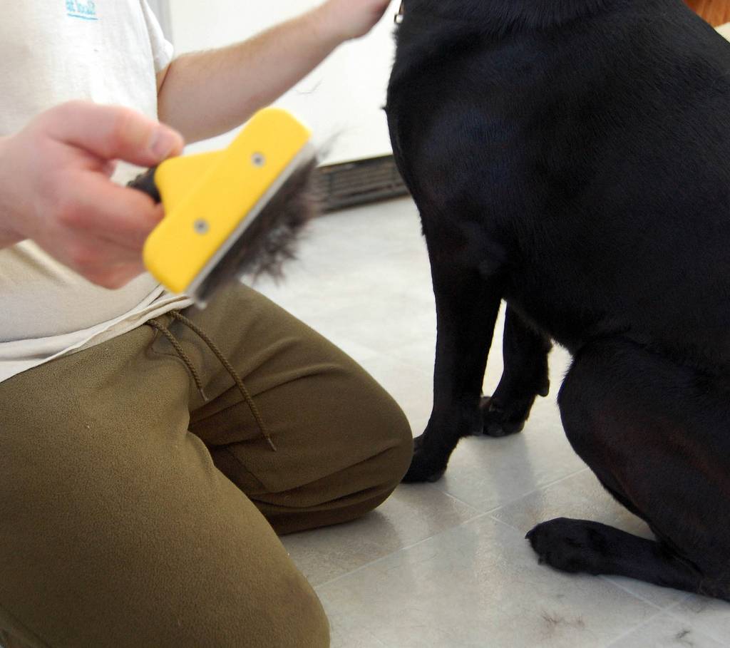 Фурминаторы для длинношерстных собак — все, что об этом нужно знать
