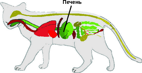 Гепатопатия у кошек: болезни печени, симптомы и лечение