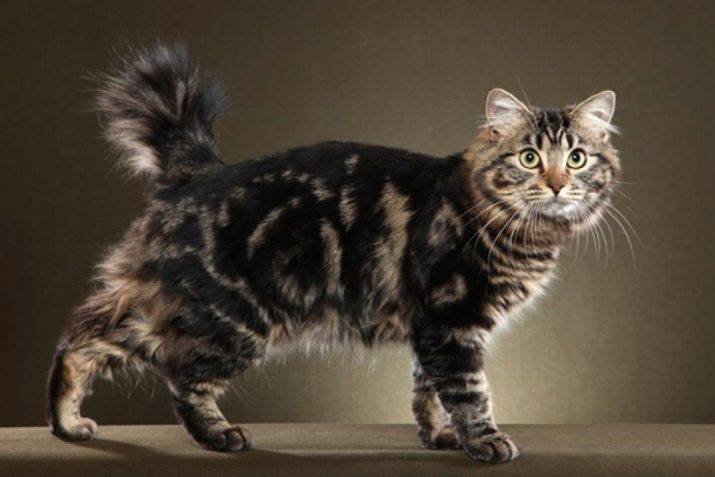 Американский бобтейл — порода кошек, короткошерстный бобтейл