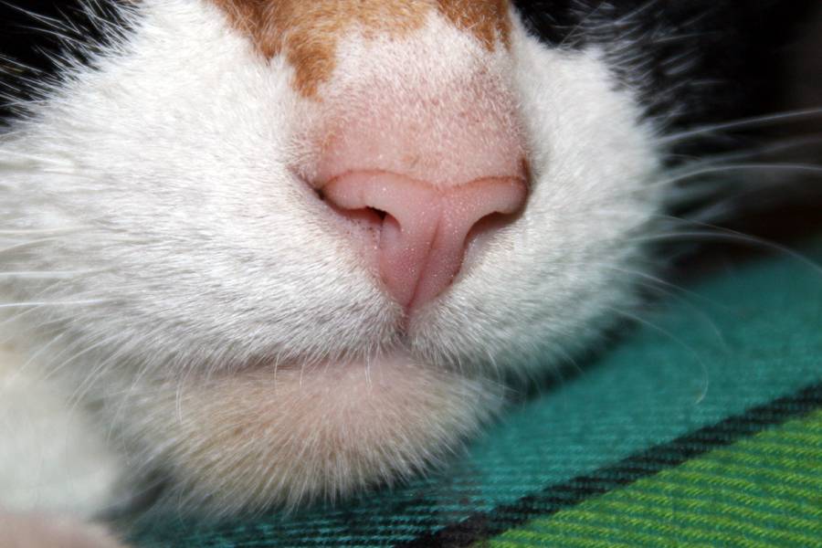 Какой должен быть нос у кошки: мокрый или сухой