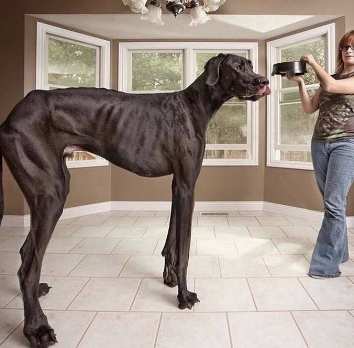 Какие породы собак являются самыми большими в мире на сегодняшний день