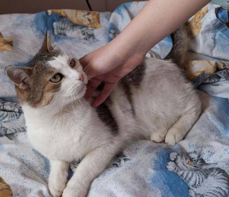 Как успокоить кошку во время течки: лекарства, народные средства