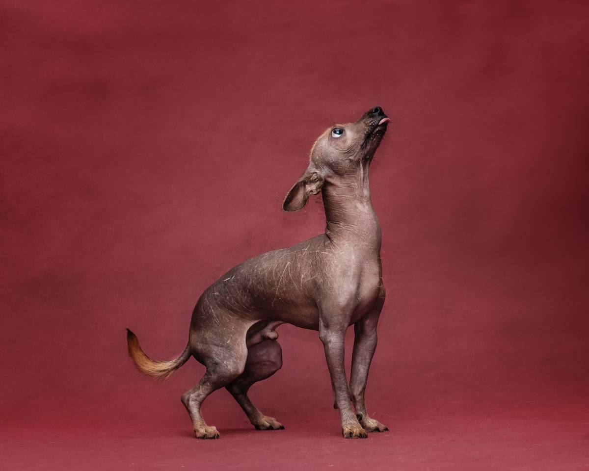 Мексиканская голая собака (ксолоитцкуинтле) — описание породы (с фото) | все о собаках