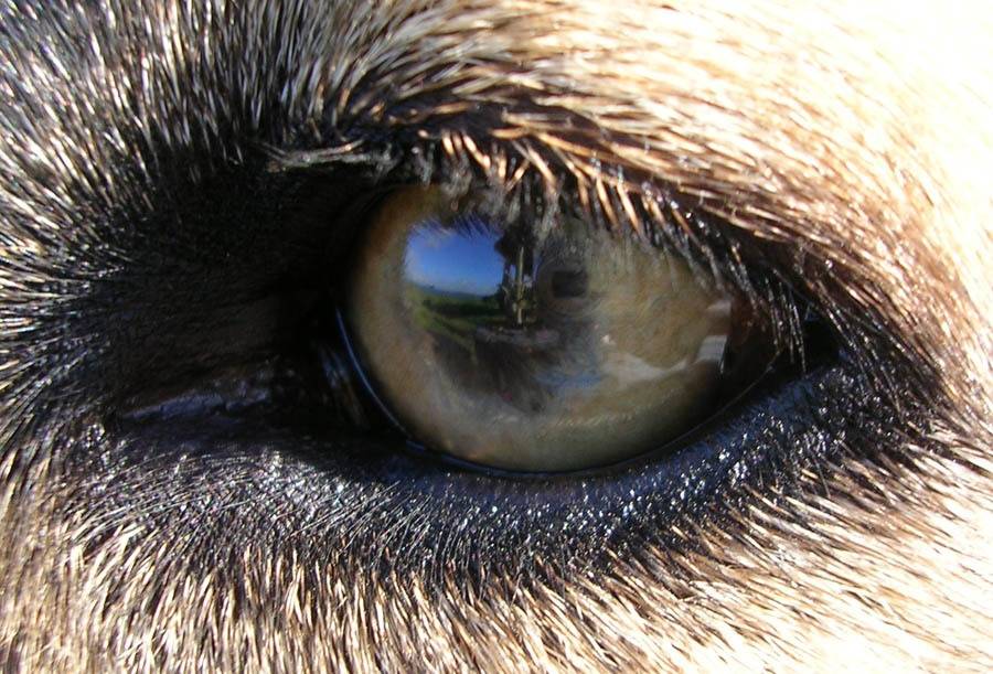 Мир глазами животных
