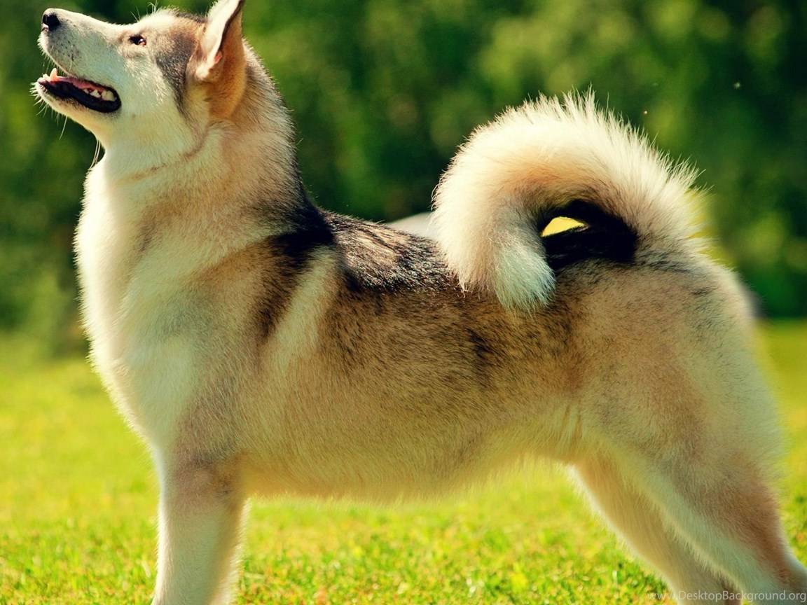 Собака лайка: происхождение породы, описание и виды, содержание и уход