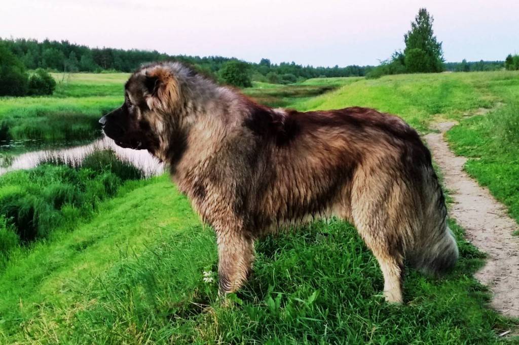 Охотничья собака родом из ирландии – ирландский волкодав