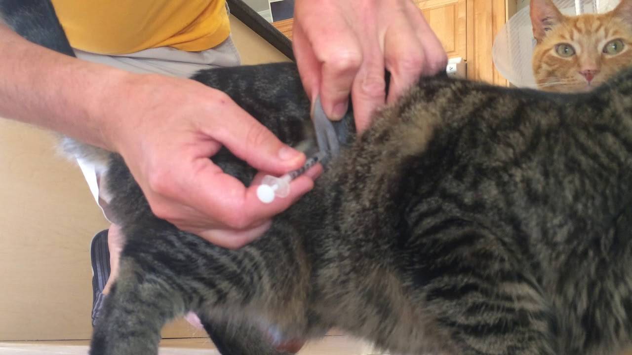 Как сделать укол кошке в холку?